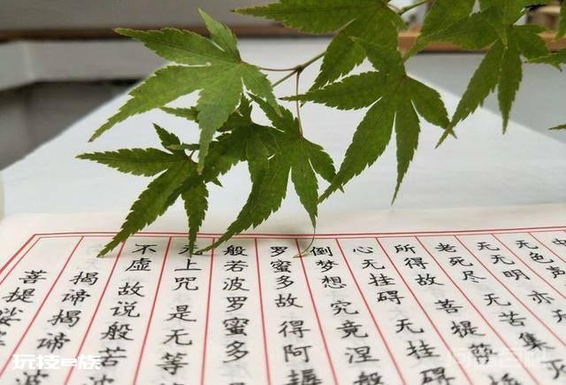 洛阳白马寺止语茶舍,佛国幽静之地,一草一木一叶一花一世界-图片7