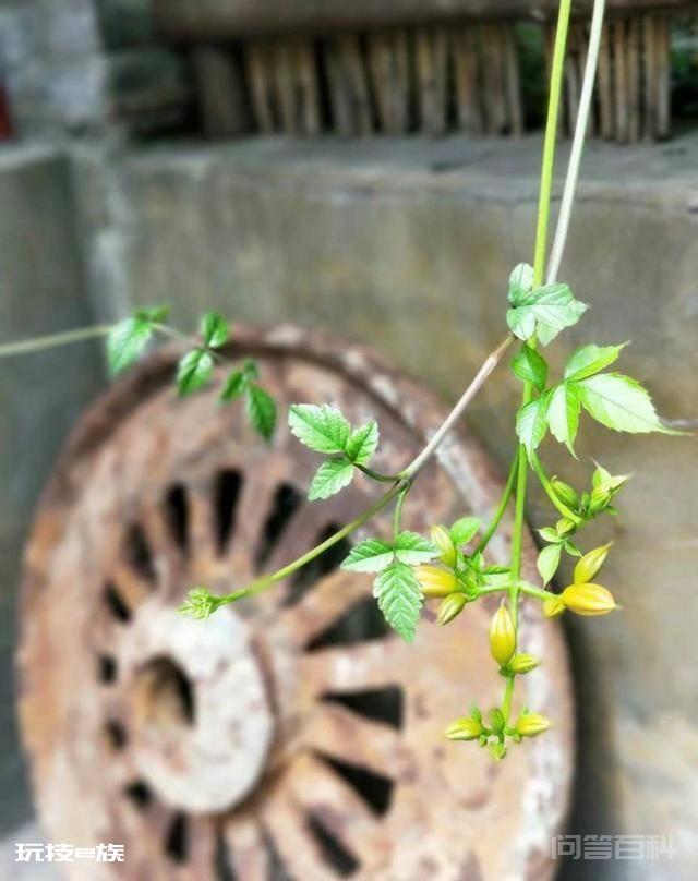 洛阳白马寺止语茶舍,佛国幽静之地,一草一木一叶一花一世界-图片13