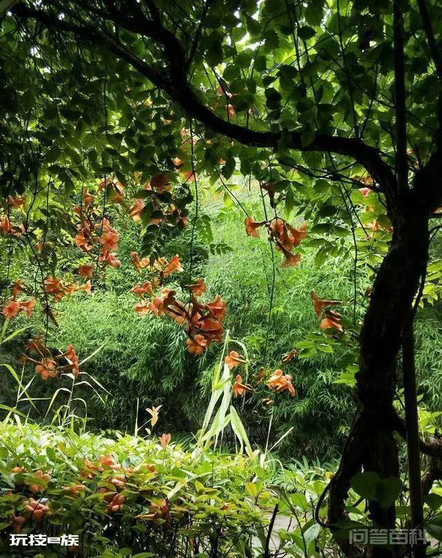 洛阳白马寺止语茶舍,佛国幽静之地,一草一木一叶一花一世界-图片15