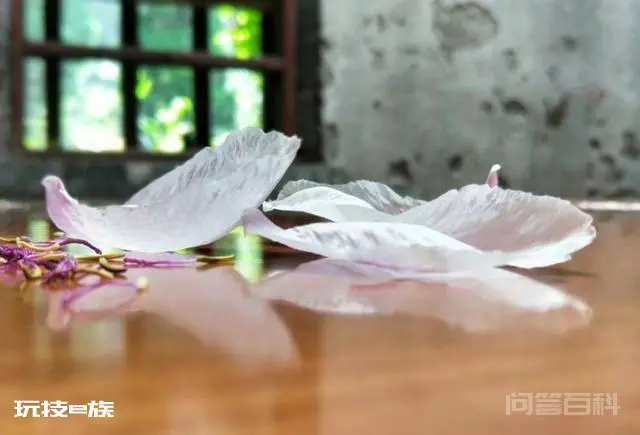 洛阳白马寺止语茶舍,佛国幽静之地,一草一木一叶一花一世界-图片18