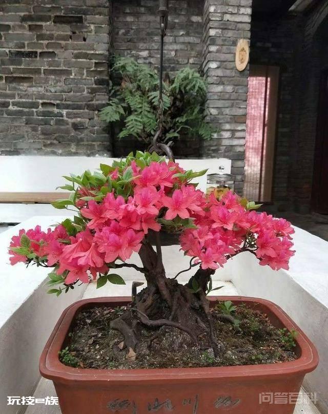 洛阳白马寺止语茶舍,佛国幽静之地,一草一木一叶一花一世界-图片20