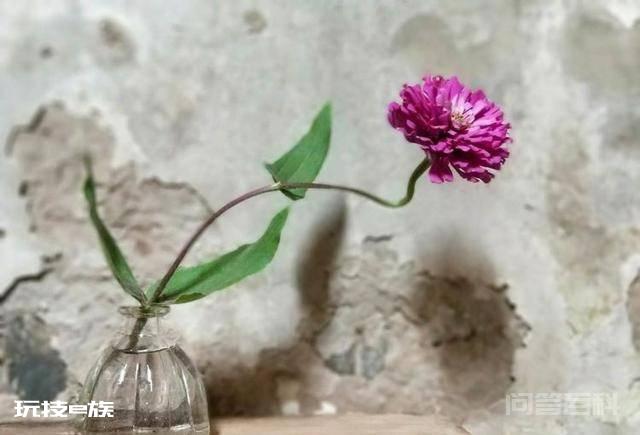 洛阳白马寺止语茶舍,佛国幽静之地,一草一木一叶一花一世界-图片28