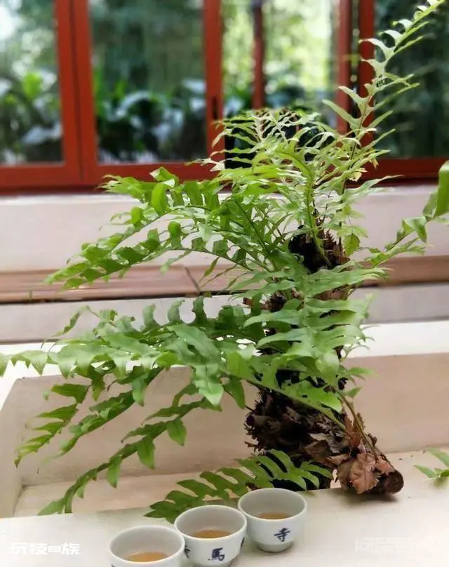 洛阳白马寺止语茶舍,佛国幽静之地,一草一木一叶一花一世界-图片47