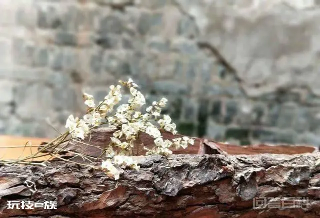 洛阳白马寺止语茶舍,佛国幽静之地,一草一木一叶一花一世界-图片49