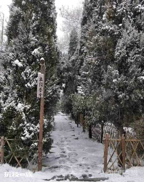 洛阳白马寺止语茶舍,佛国幽静之地,一草一木一叶一花一世界-图片56
