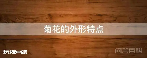 菊花的外形特点