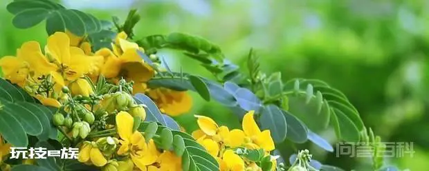 黄槐花可以吃吗