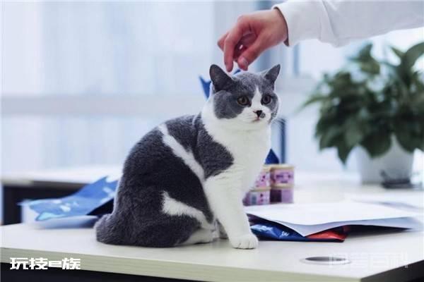 WoWo猫粮:网红不是手段,信任才是关键-图片1