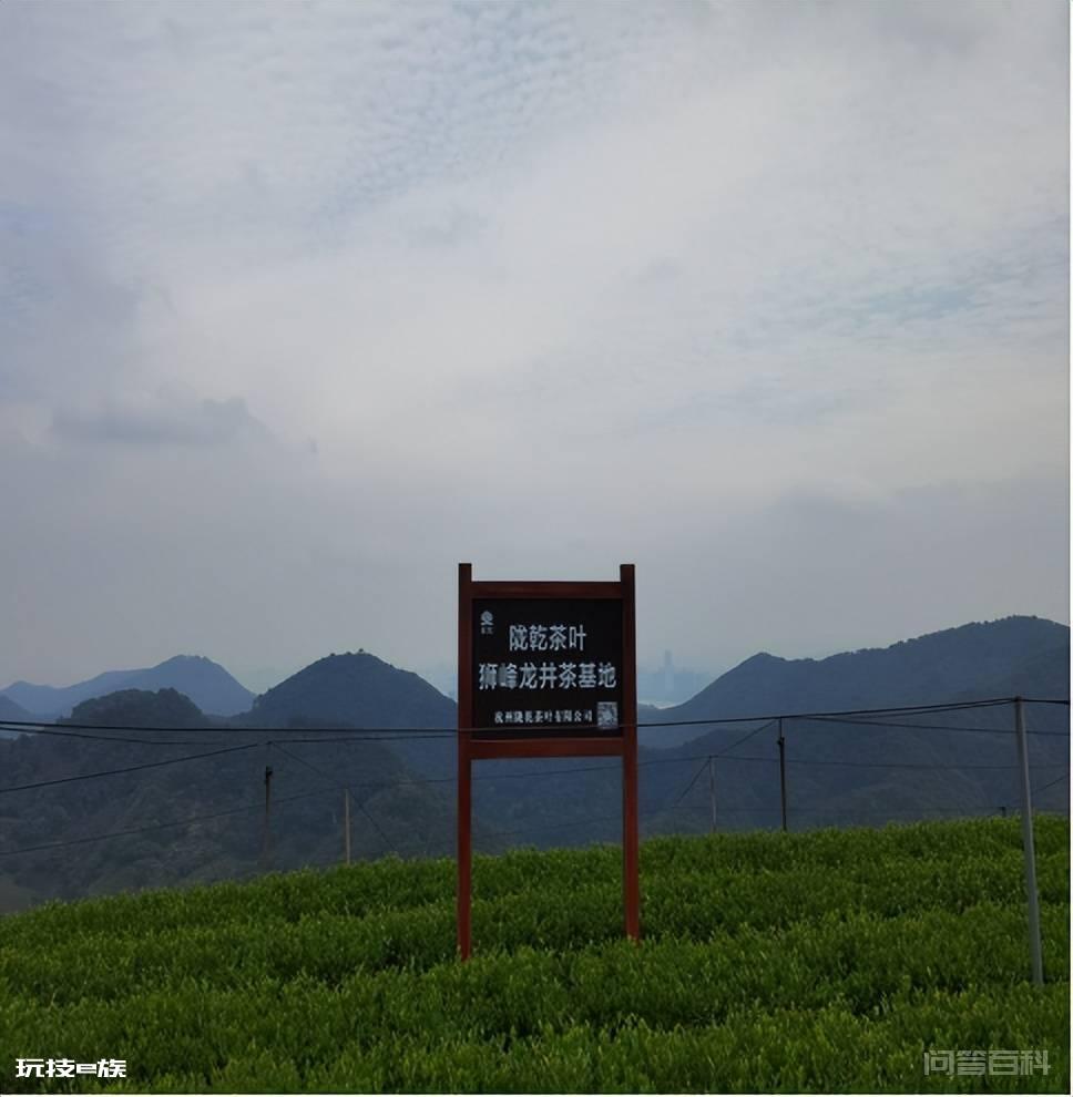 喜讯:“陇乾”摘得金奖,进入“杭州名茶”行列-图片2