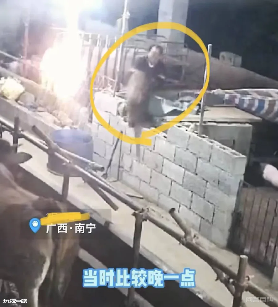 野猪跑进猪圈“搞对象”,主人发现后挽留,网友:强扭的瓜不甜-图片2