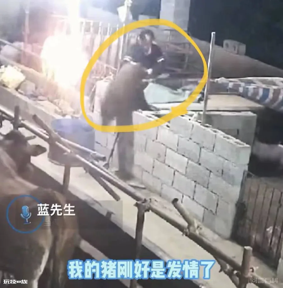 野猪跑进猪圈“搞对象”,主人发现后挽留,网友:强扭的瓜不甜-图片1