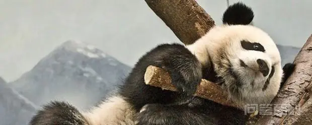 熊猫资料大全