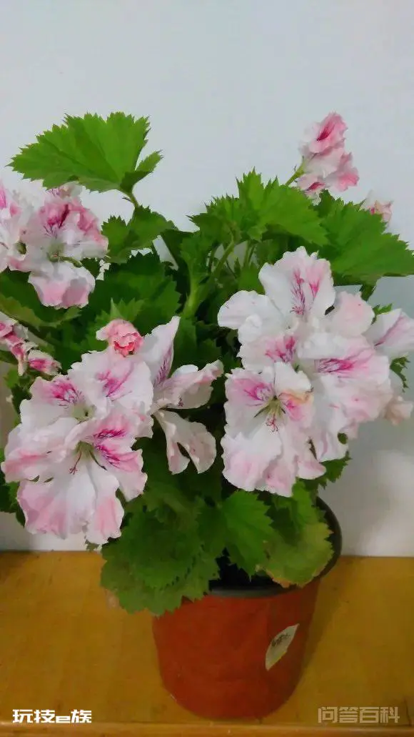 推荐4种耐高温的天竺葵品种-图片2