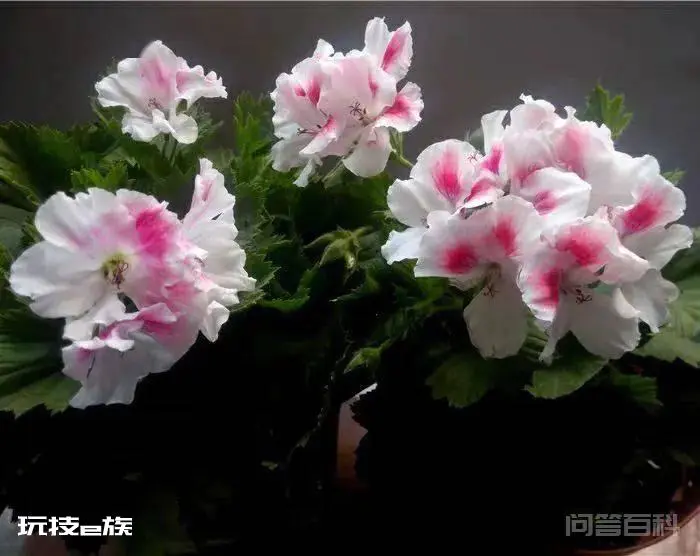 推荐4种耐高温的天竺葵品种-图片3