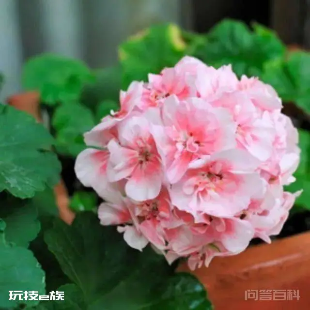 推荐4种耐高温的天竺葵品种-图片4