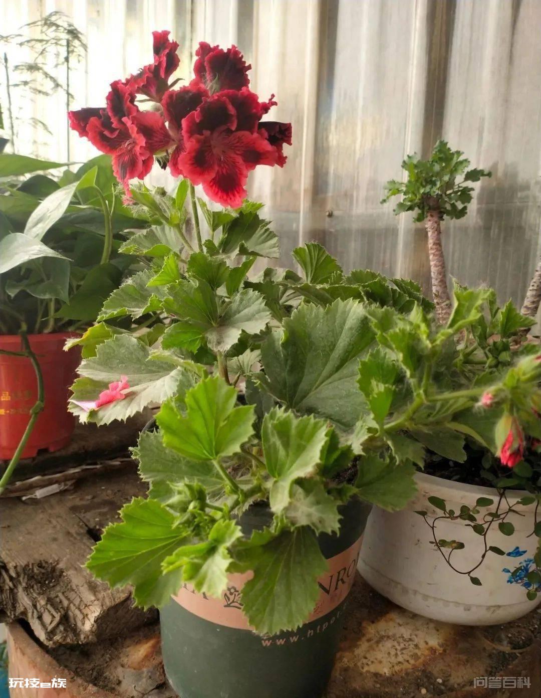 推荐4种耐高温的天竺葵品种-图片5