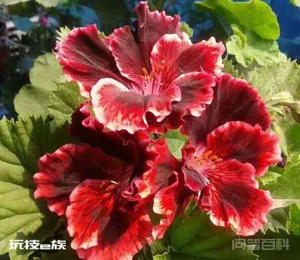推荐4种耐高温的天竺葵品种-图片6