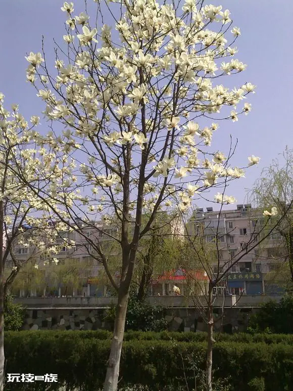 这个是什么树什么花?年年开的我很诧异~~求科普!-图片1