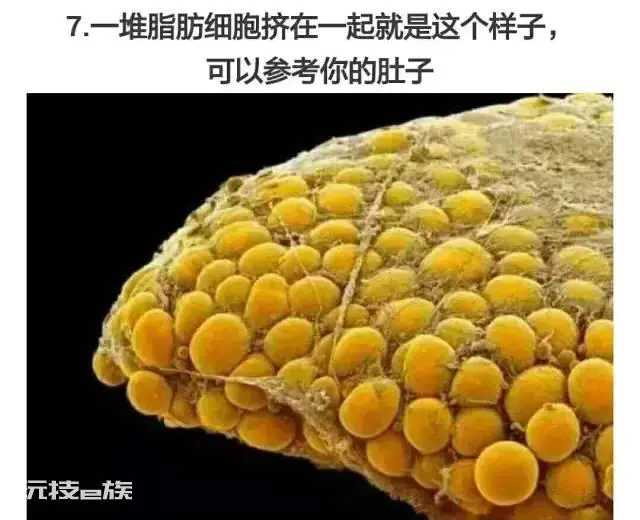 流汗等于燃烧脂肪吗?减脂增肌可以同时进行吗?-图片9