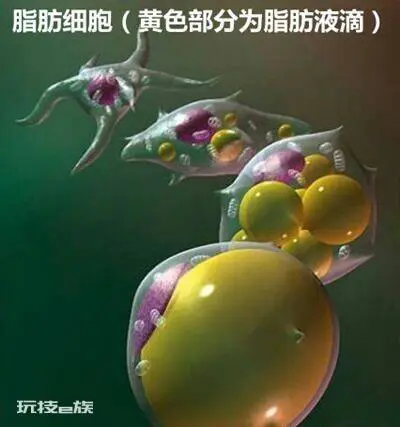 躺平燃烧卡路里?我国科学家首次发现白细胞介素可燃烧脂肪-图片2