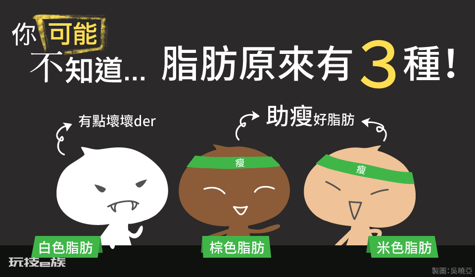 躺平燃烧卡路里?我国科学家首次发现白细胞介素可燃烧脂肪-图片3