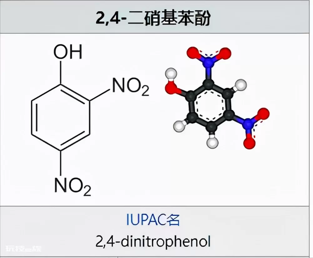 重大发现：解偶联蛋白，可以加速脂肪燃烧、快速燃脂-图片25