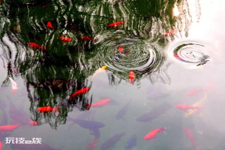 济南二日游之趵突泉-图片5