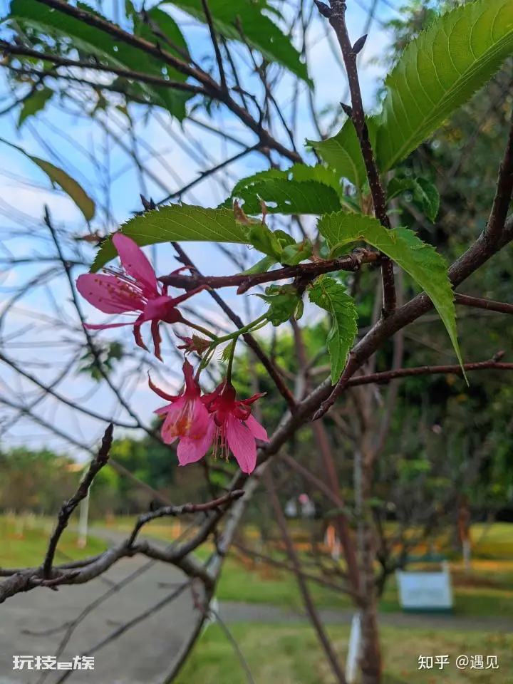 许一场春暖花开-图片3
