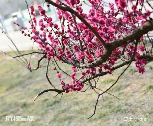 诗词里的春天-图片3