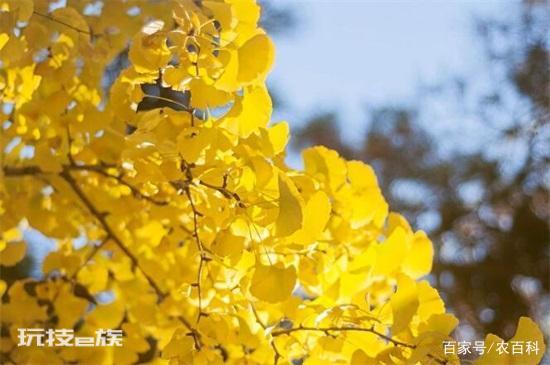 有寓意的树的名字大全:盘点十种有着超好寓意的植物-图片1