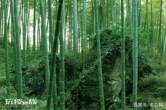 有寓意的树的名字大全:盘点十种有着超好寓意的植物-图片2