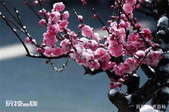 有寓意的树的名字大全:盘点十种有着超好寓意的植物-图片4
