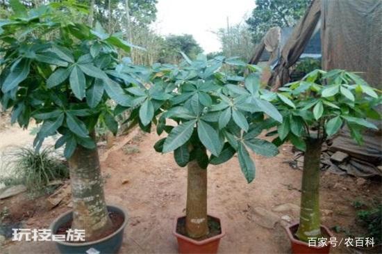 有寓意的树的名字大全:盘点十种有着超好寓意的植物-图片5