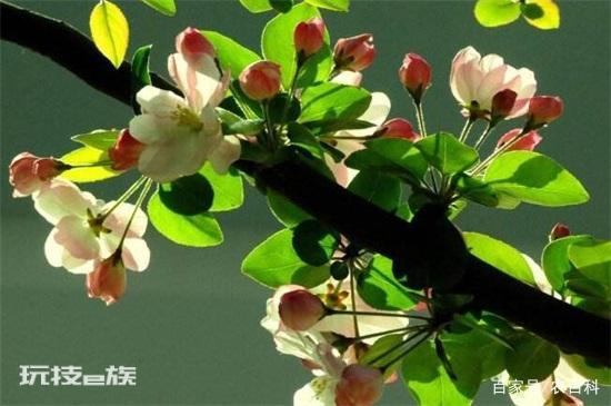 有寓意的树的名字大全:盘点十种有着超好寓意的植物-图片6