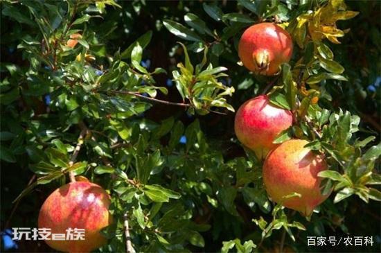 有寓意的树的名字大全:盘点十种有着超好寓意的植物-图片7