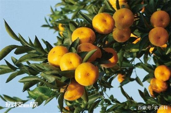 有寓意的树的名字大全:盘点十种有着超好寓意的植物-图片8