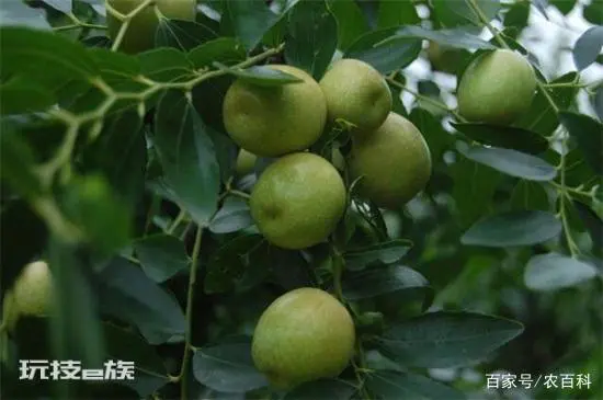 有寓意的树的名字大全:盘点十种有着超好寓意的植物-图片9