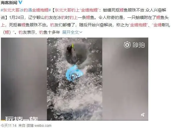 东北大哥钓上“金蟾抱鲤”走红网络!金蟾抱鲤什么意思 金蟾抱鲤鱼寓意-图片1