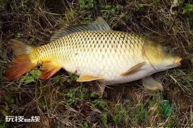 东北大哥钓上“金蟾抱鲤”走红网络!金蟾抱鲤什么意思 金蟾抱鲤鱼寓意-图片2