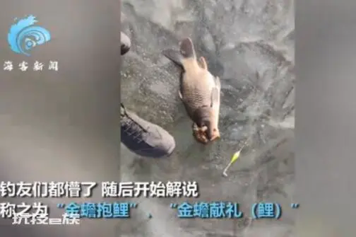 东北大哥钓上“金蟾抱鲤”走红网络!金蟾抱鲤什么意思 金蟾抱鲤鱼寓意-图片6