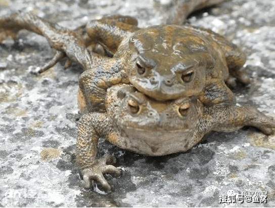 癞蛤蟆为何常抱在鲤鱼身上?金蟾抱鲤是吉兆?实则两败俱伤的悲剧-图片1