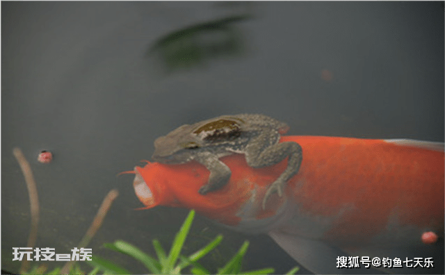 癞蛤蟆为何常抱在鲤鱼身上?金蟾抱鲤是吉兆?实则两败俱伤的悲剧-图片4