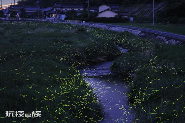 短文‖夏夜的萤火虫-图片3