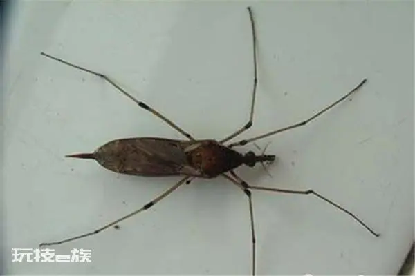 全球最大的蚊子是什么 金腹巨蚊(是平常蚊子10倍大)-图片1