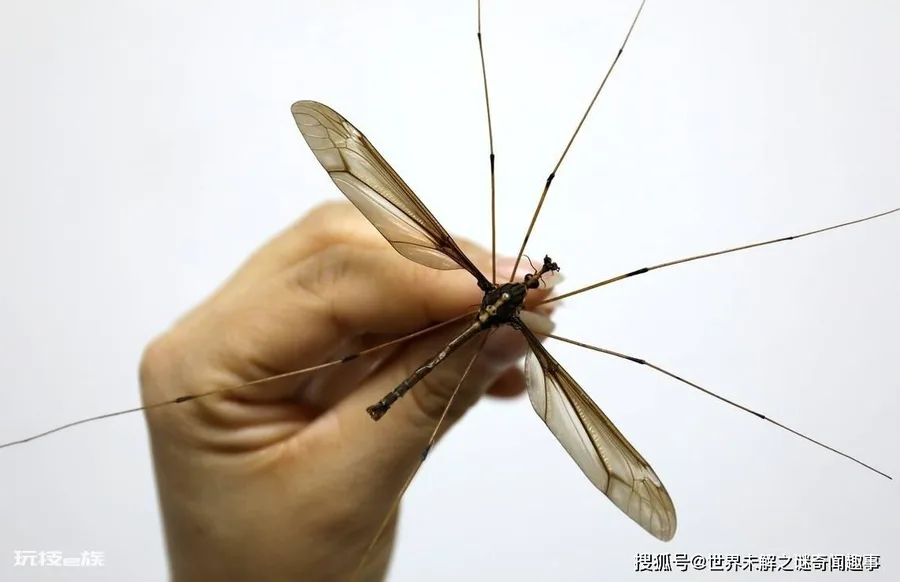 全球最大的蚊子是什么 金腹巨蚊(是平常蚊子10倍大)-图片2