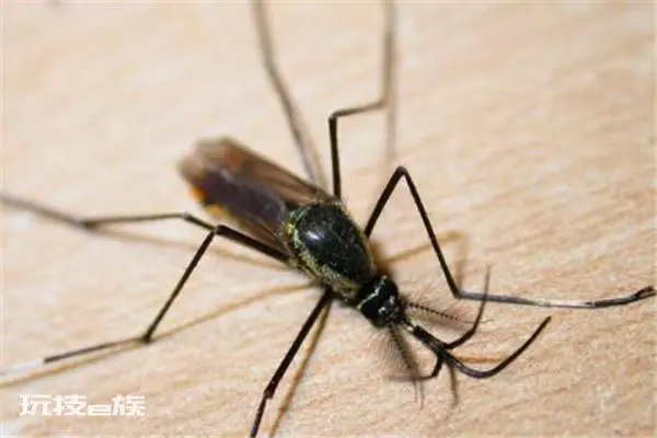 全球最大的蚊子是什么 金腹巨蚊(是平常蚊子10倍大)-图片3