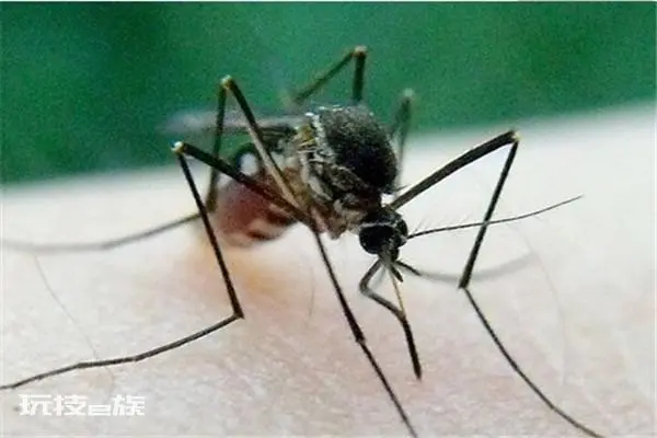 全球最大的蚊子是什么 金腹巨蚊(是平常蚊子10倍大)-图片5
