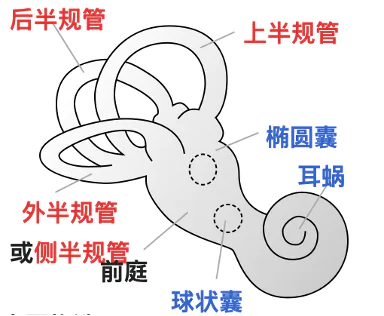 眩晕恶心,竟是耳朵里的“小石头”跑偏了?-图片2