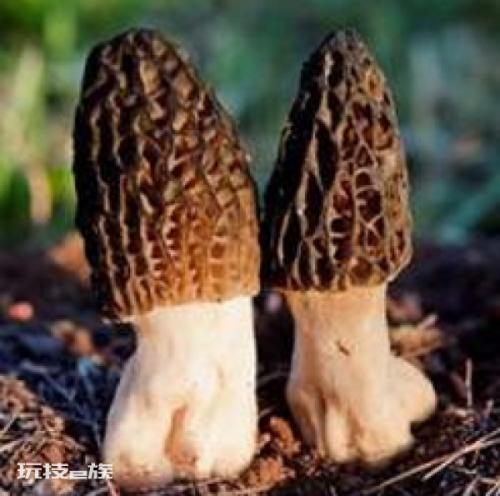 野生羊肚菌市场价格多少钱一斤?-图片1