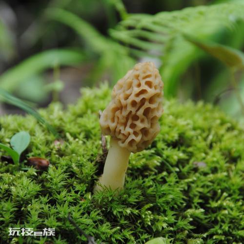 野生羊肚菌市场价格多少钱一斤?-图片3